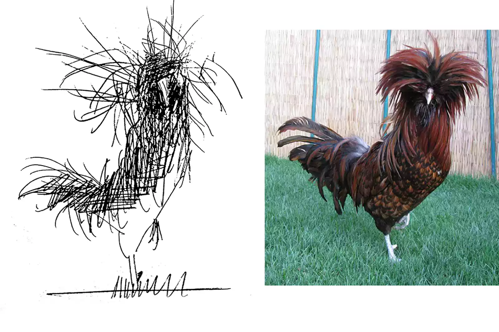 Interesting Creatures